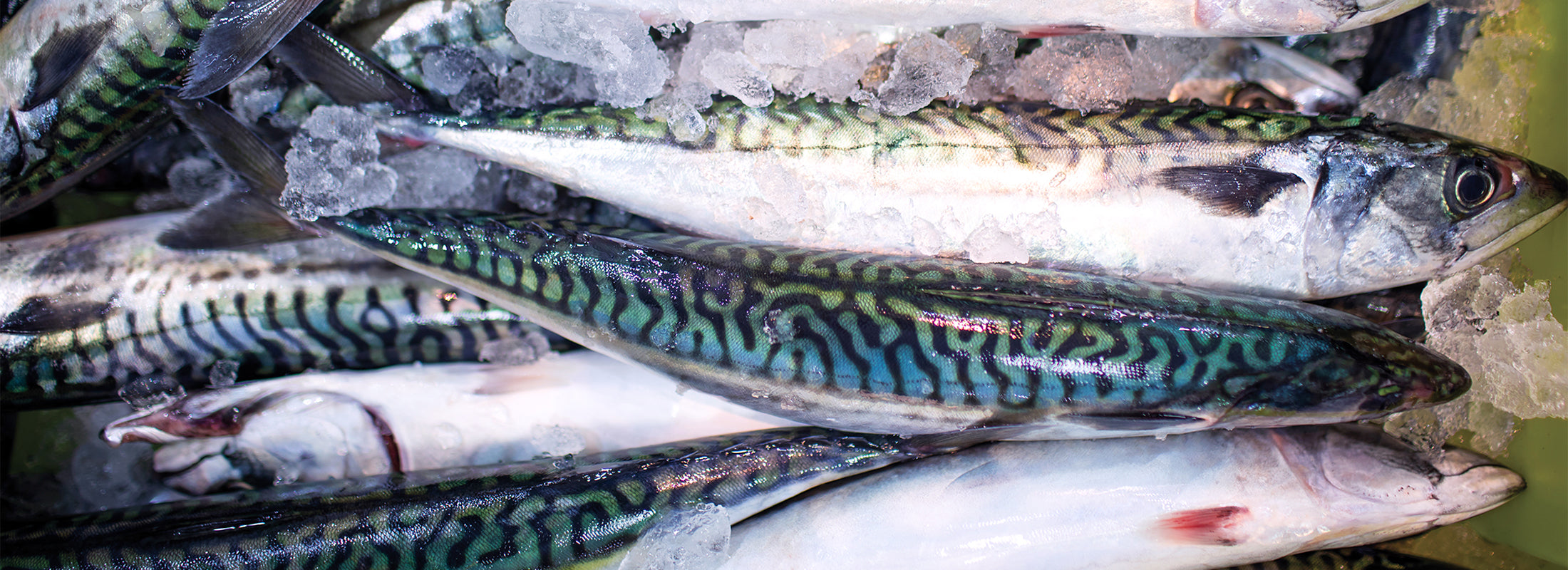 Freshly caught Atlantic Mackerel on ice